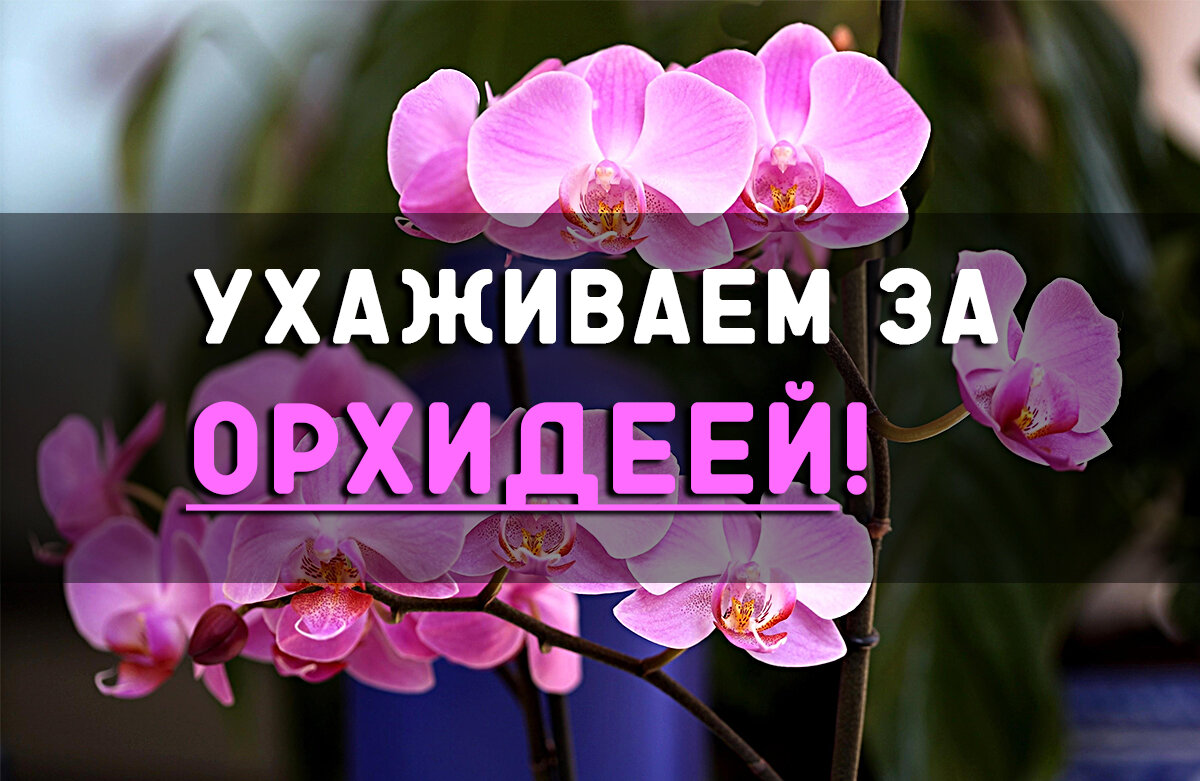 Правильный уход за орхидеей.