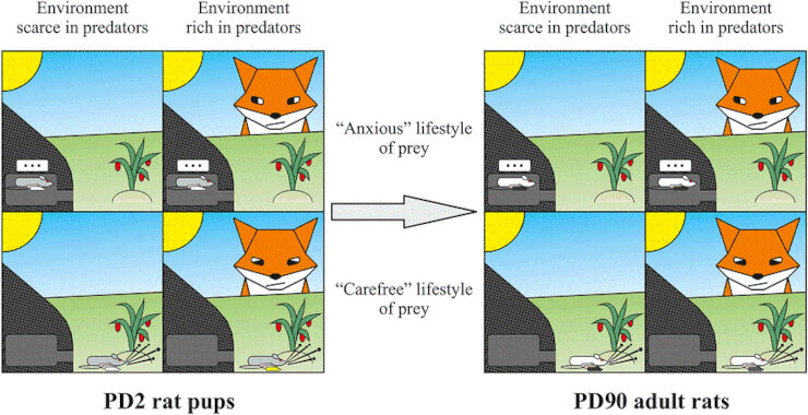 Закрепление  в ходе эволюции высокой тревожности у животных после стресса  новосибирские ученые изобразили в виде научного мема с охотящейся на  крыс лисой – символом новосибирской генетики. Возможные жизненные пути  крысят PD2 (отмечены белым и желтым цветом) изображены в виде  графической матрицы теории принятия решений. Одни из матерей ведут  «тревожный», подземный образ жизни, в условиях темноты и гипоксии  (верхние рисунки); другие – «беззаботную» жизнь на открытых  пространствах (нижние рисунки). Эволюционные судьбы потомства будут  различны в зависимости от условий: отсутствия (левые рисунки в полосе)  или наличия хищников (правые рисунки в полосе)