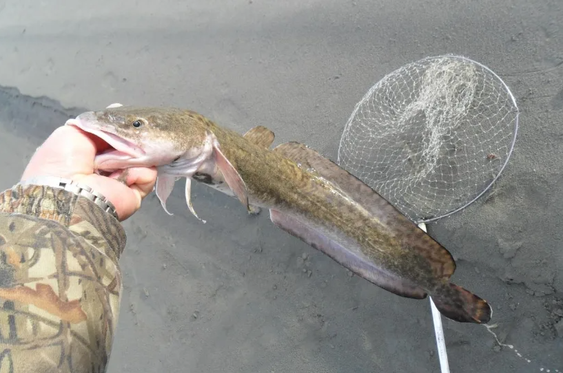 How to catch burbot in the fall: tackle and bait, live bait rigs