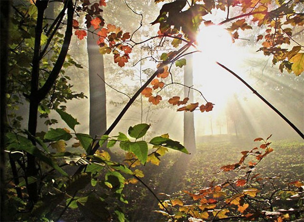 Осень. Источник: Яндекс. Картинки