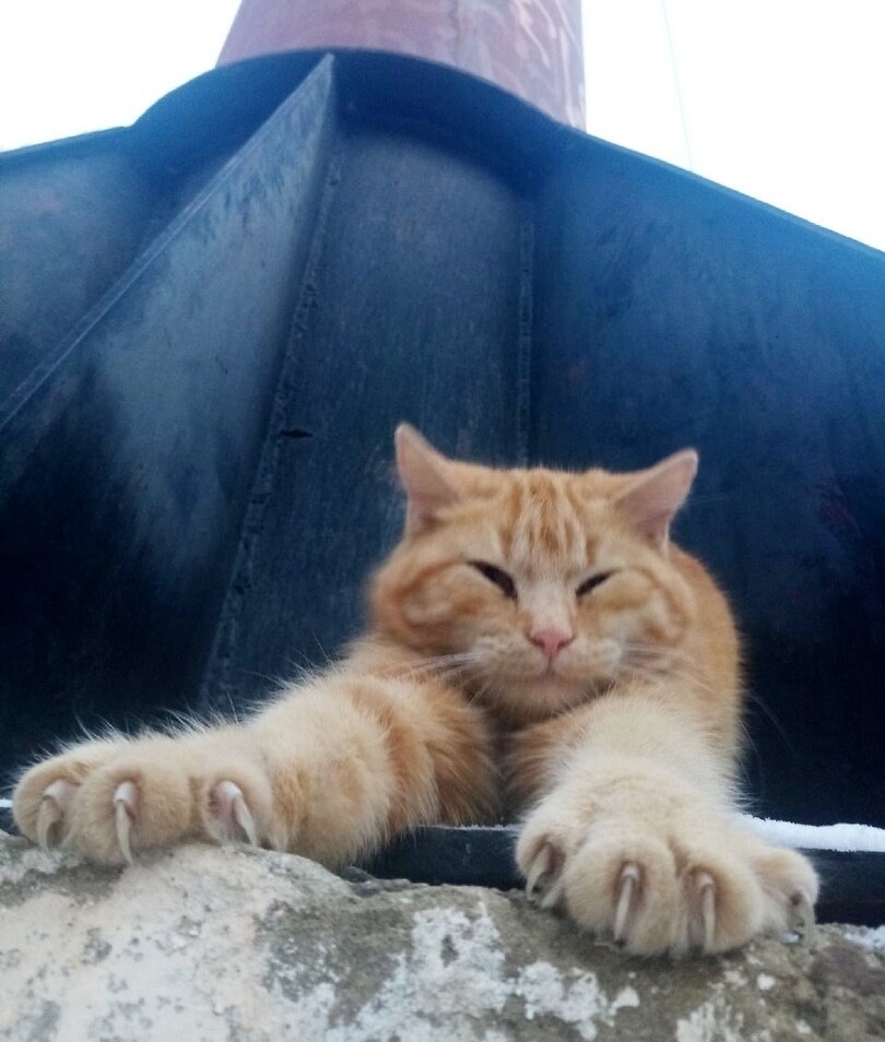 Сырничелла:)