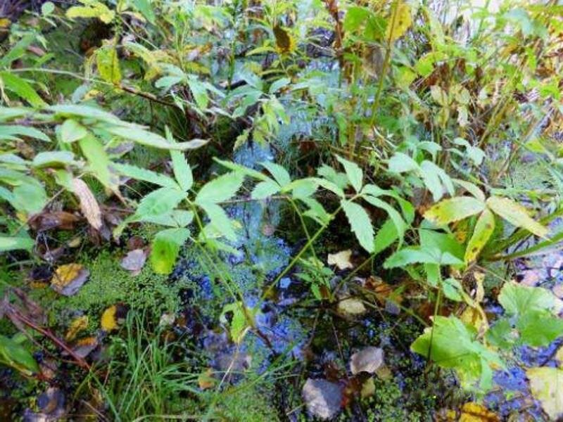 Сабельник болотный на зарастающем озере