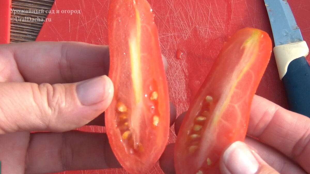 Сегодня мы разберём сорта и гибриды высокорослых томатов, которые высаживали в этом году.-19