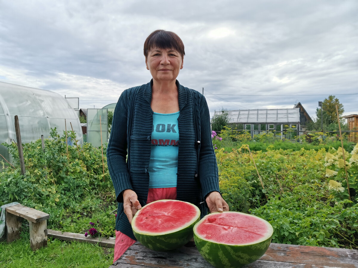 Рассада арбуза вытянулась. Арбуз Green Village. Чудо урожай. Фото арбуза которые ты вырастила. Тобольск что выращивают.