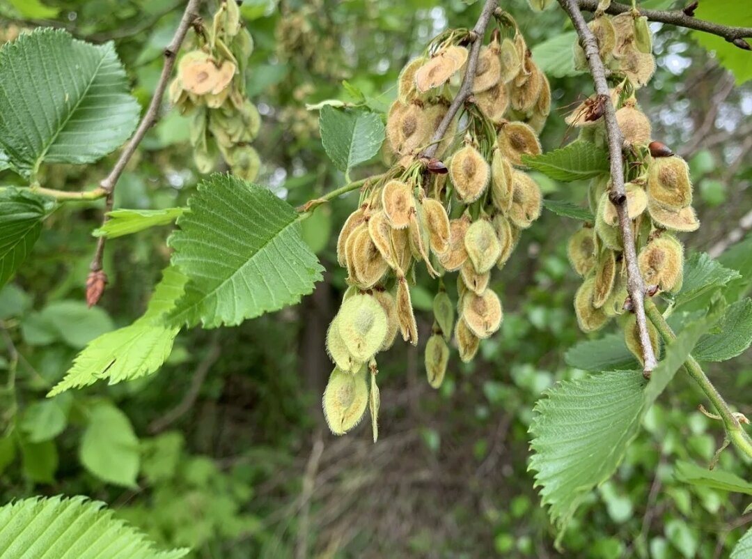 А его семена привлекают внимание, особенно когда лежат на земле в огромных количествах. 