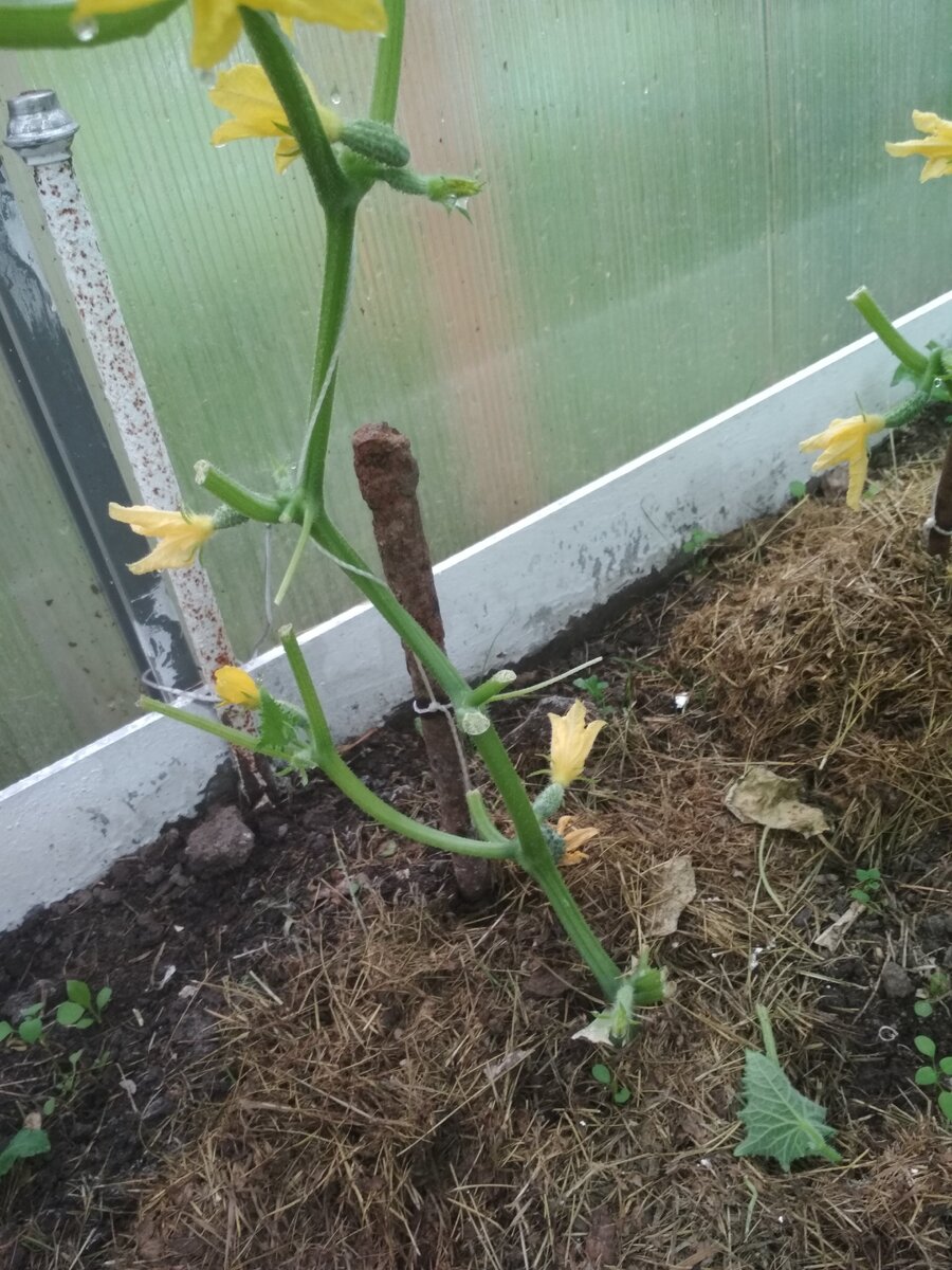 Один конец шнура привязан к колышку