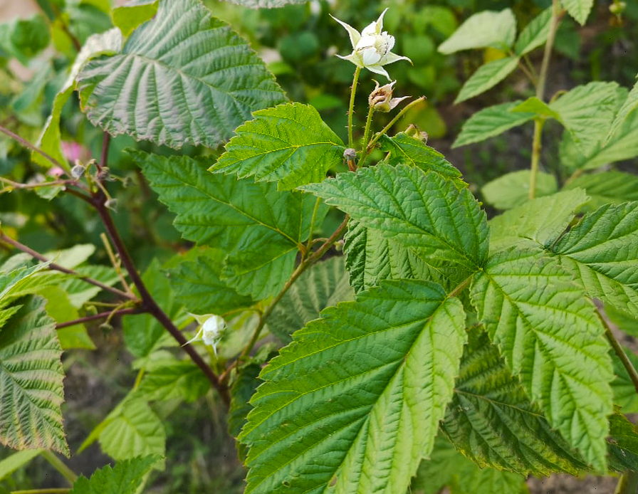Фото первых весенних завязей.