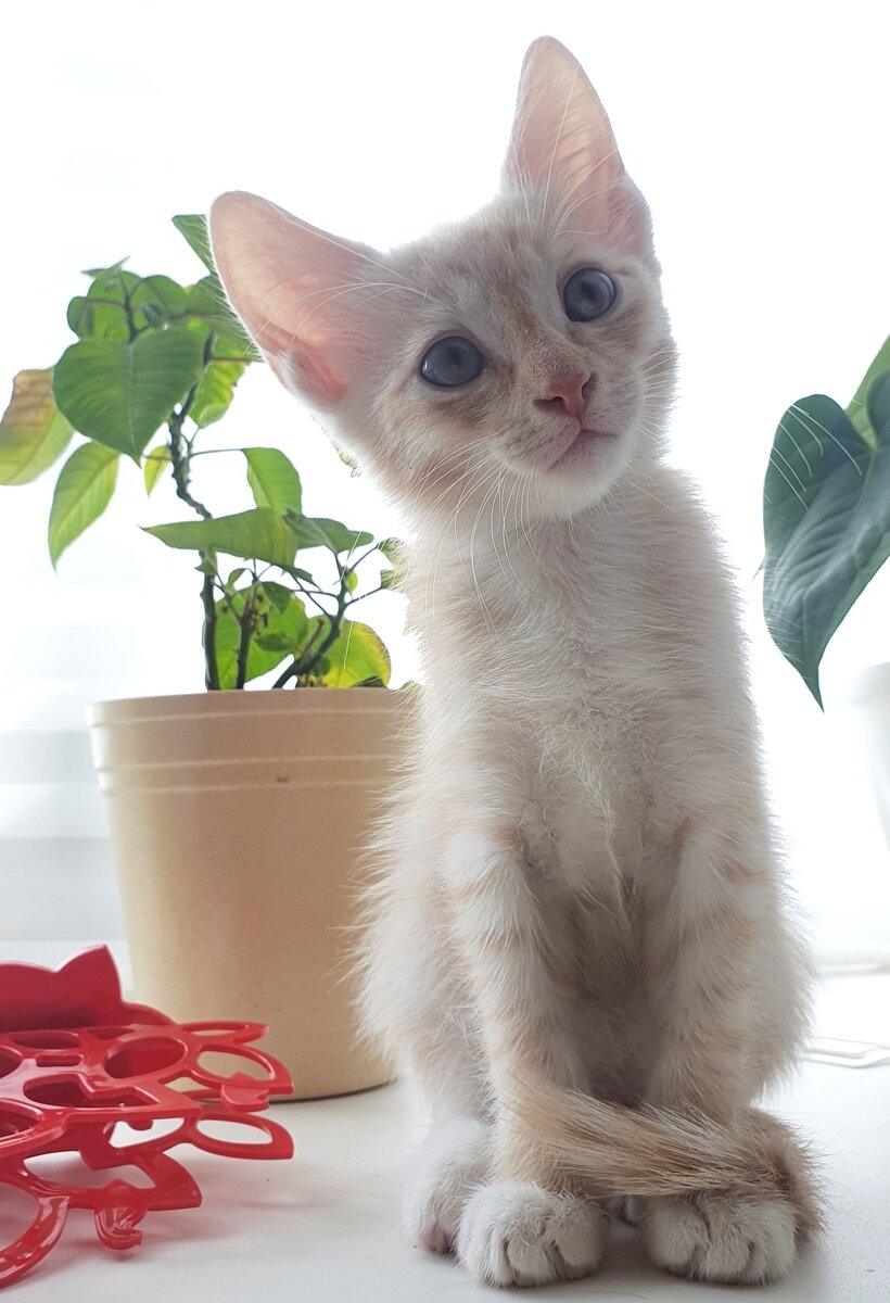 Котик - это хорошо, хоть погладить можно