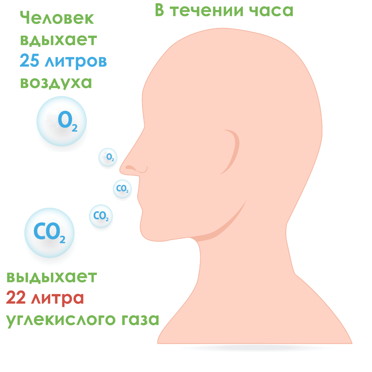 Сколько вдыхает человек в час