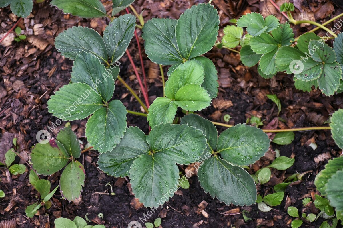 Полив и удобрение клубники: