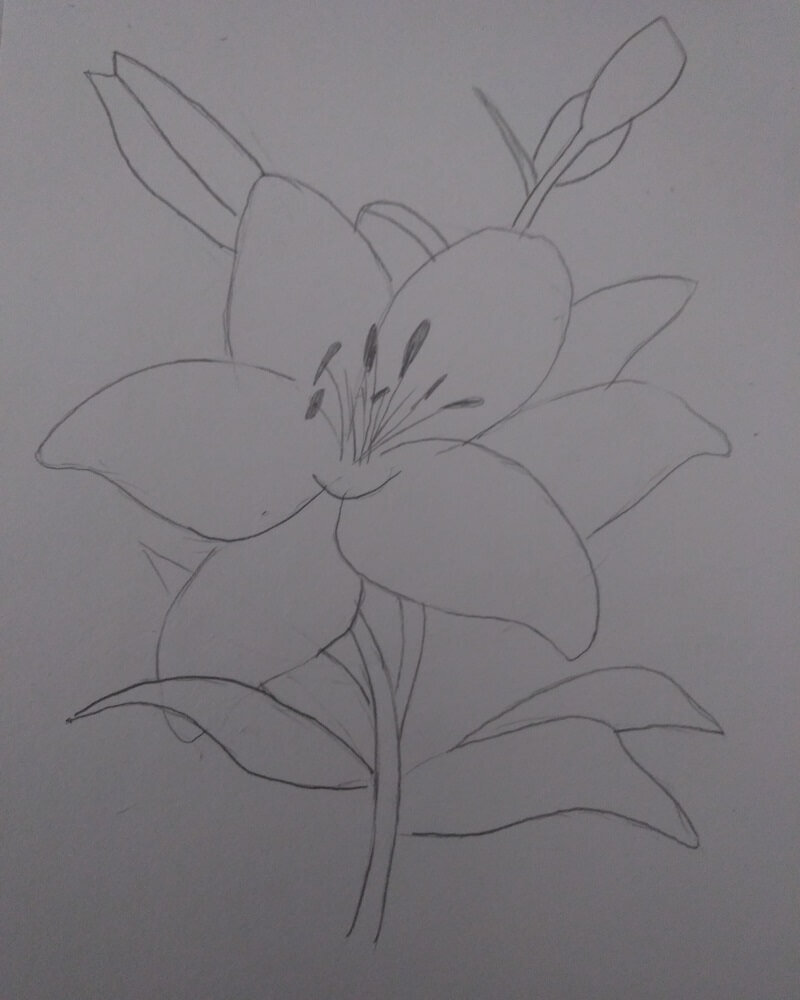 Как нарисовать цветок лилию карандашом поэтапно
