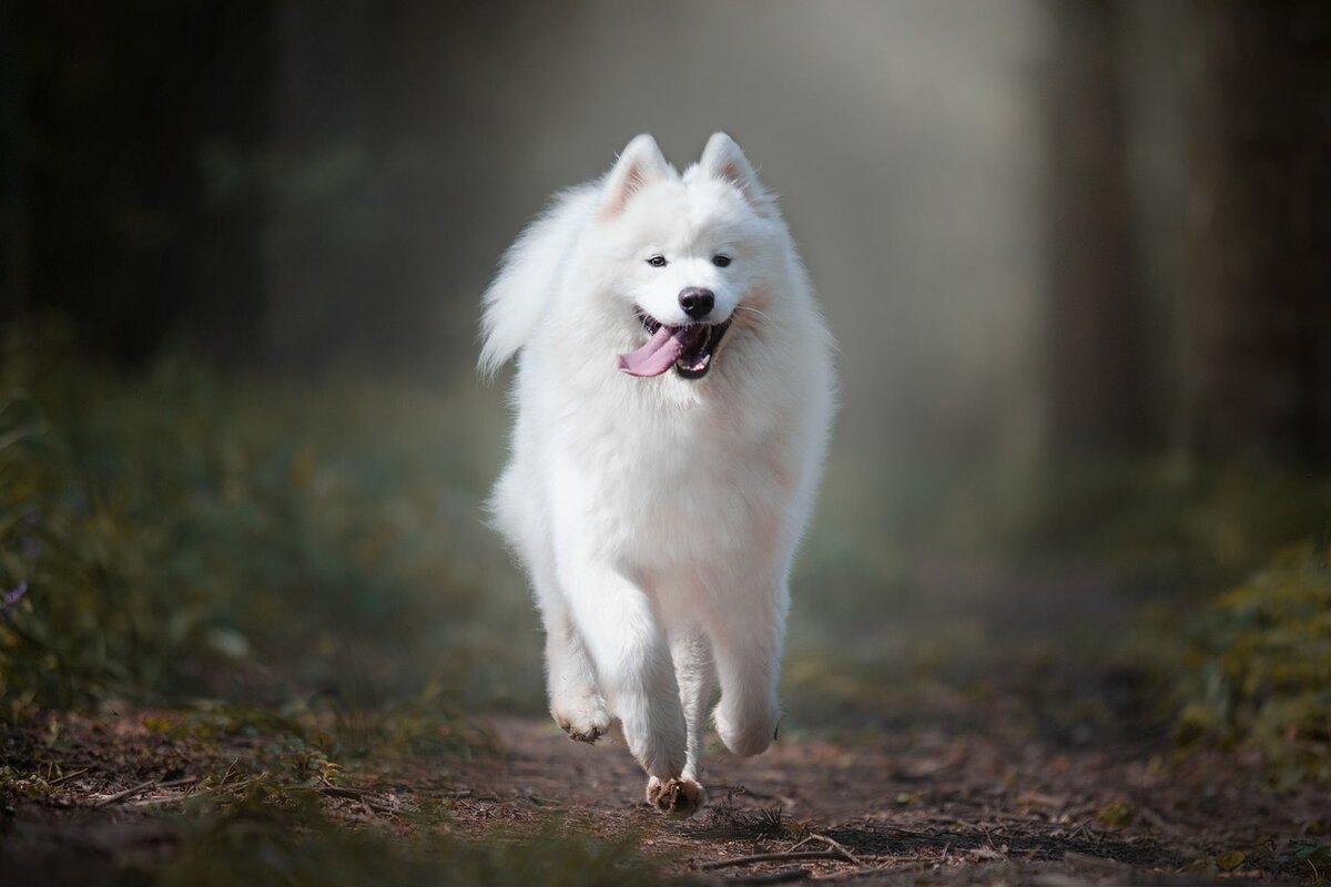Фото из свободного источника Pixabay.com