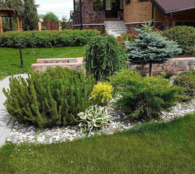 Хвойники в ландшафтном дизайне