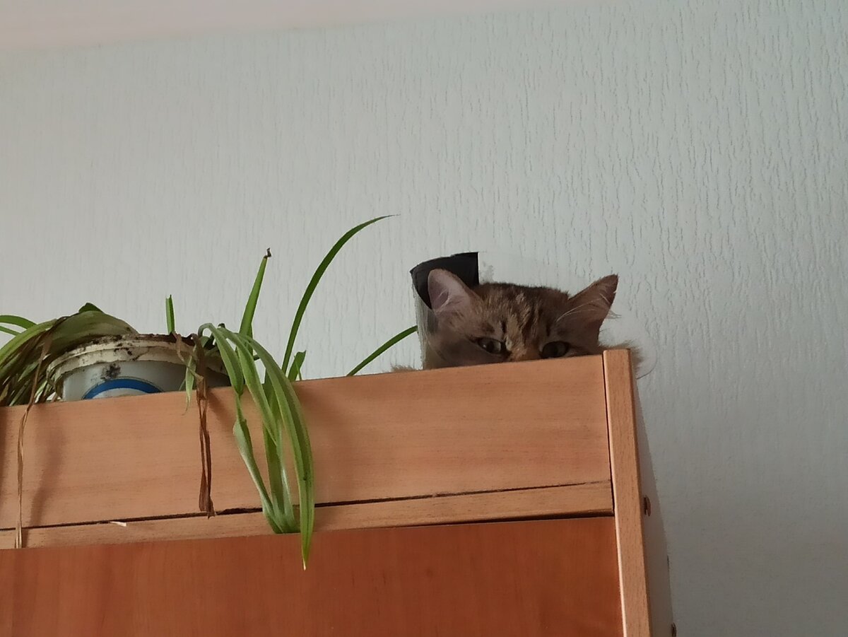 Фото автора. Кот Барсик в Елизаветинском вортничке. 