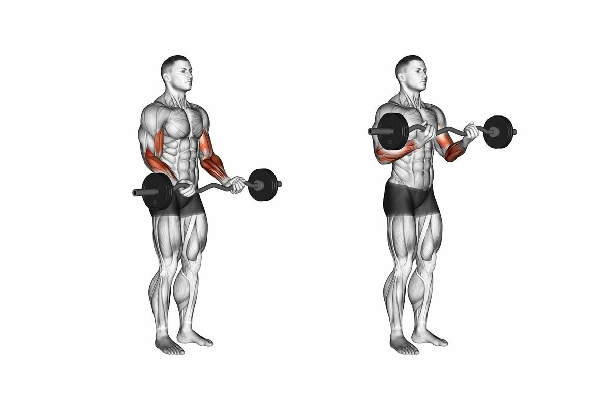 Сгибание рук с изогнутым грифом.