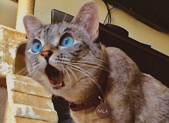 Порой котик ведет себя максимально необъяснимо и понять чего он хочет очень тяжело