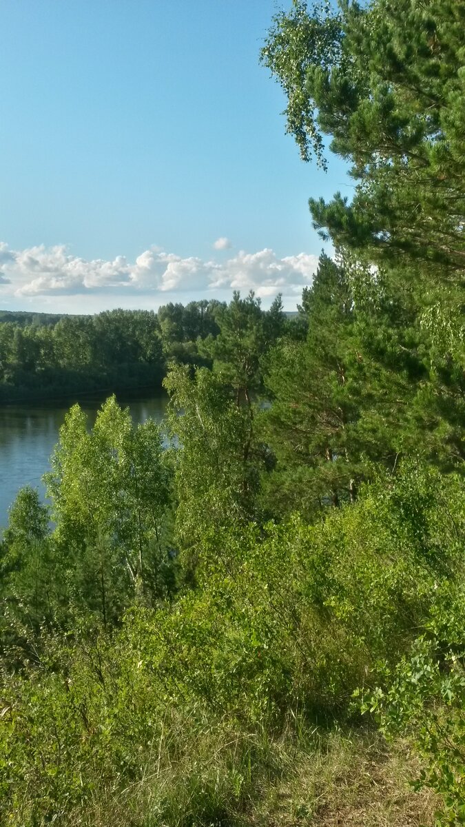 Оно и понятно: за забором - лес.