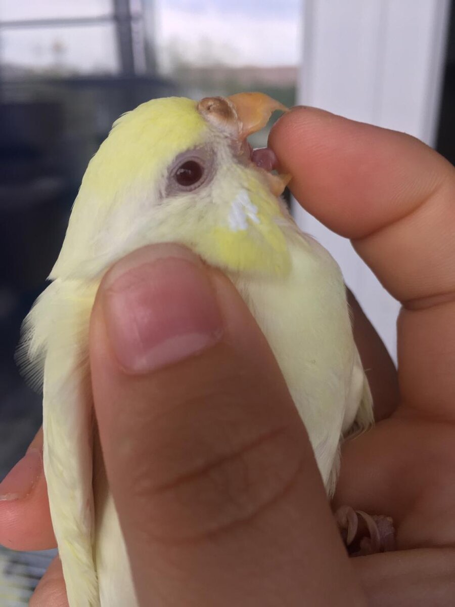 Пришлось пожертвовать пальцем ради фото, мой волнистый попугай кусает палец.