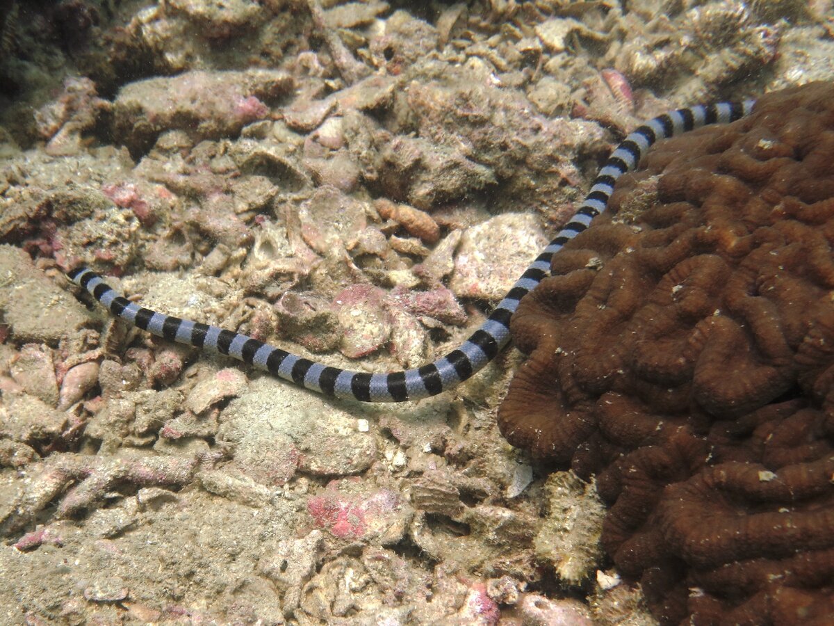 морская змея белчера фото