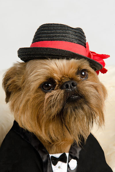 Брюссельский гриффон Гарри Поттер Х'ит Улдуз