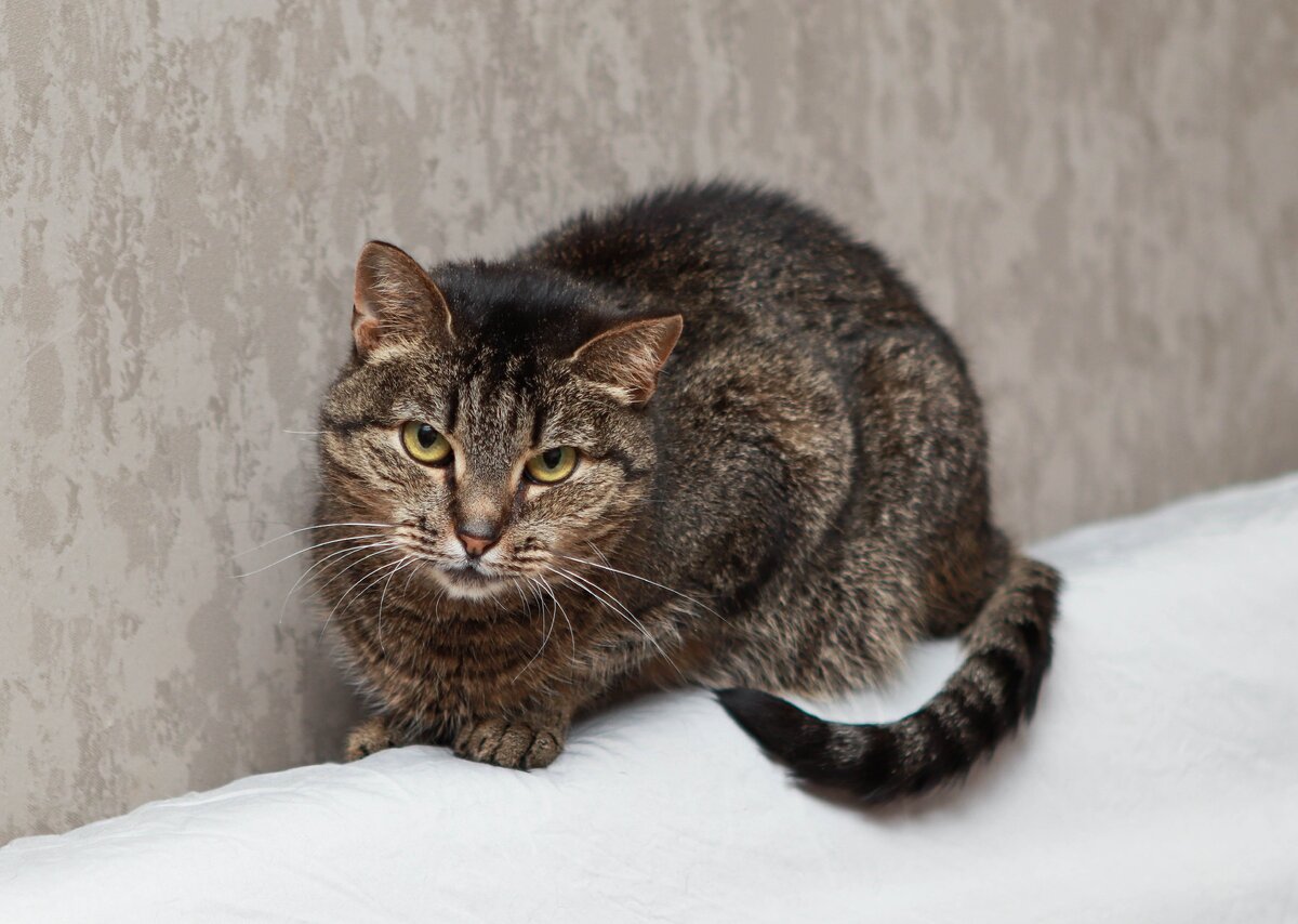 Банда Дворян. Ирэн