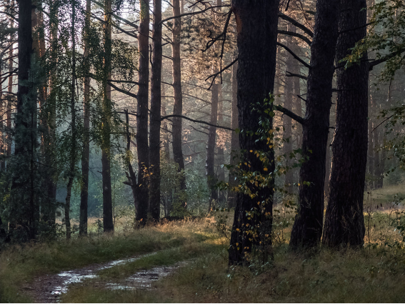 Сосняк после дождя