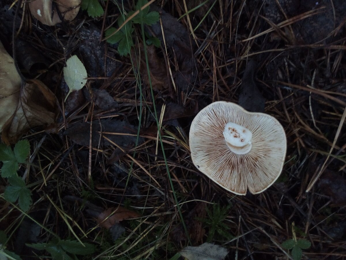 Эти грибы тоже червивые и вкусно пахнут. Растут полянами. Фото из личного архива.