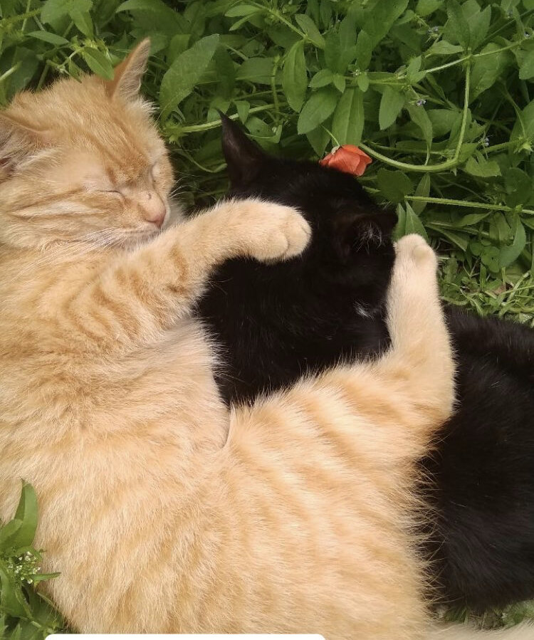 Мои любимые коты