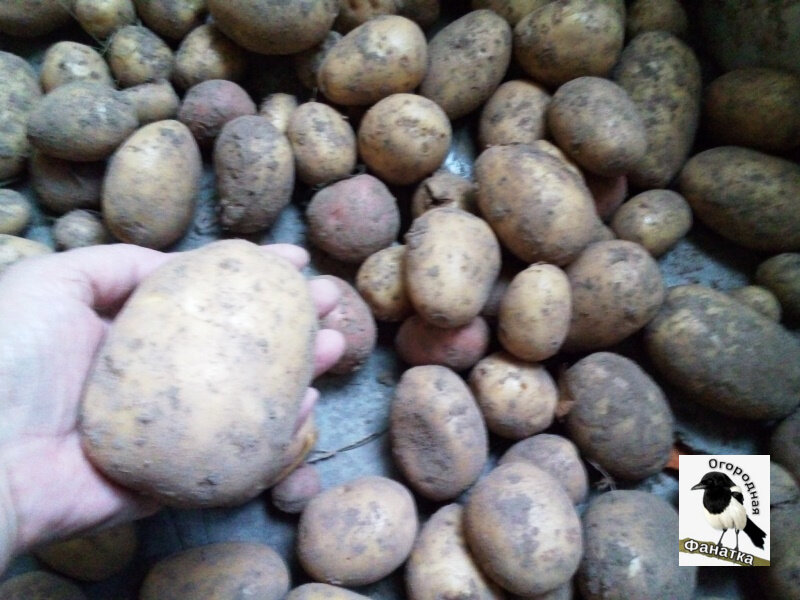 Это уже мой урожай из картофеля. Клубни гораздо меньших размеров, чем у сватьи, разные, но в среднем вполне приличные