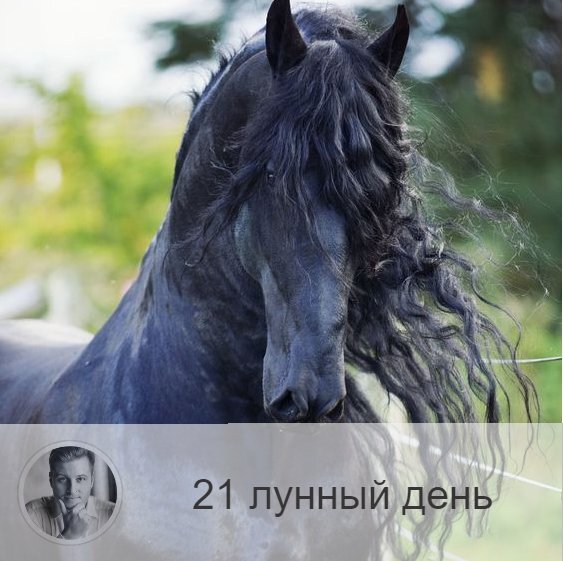 Подписывайтесь на наш канал, друзья!
21-ый лунный день с 21:13 8-ого по 21:35 9-ого. 🔆 Время, когда храбрость и активность приносит удачу.
🐎 Символ – конь, табун лошадей.
🎂 Люди, рождённые в этот лунный день, являются рыцарями и защитниками справедливости. Однако те, которые не растут духовно, могут стать подлецами и идти к цели по головам.
💍 Камни - циркон, авантюрин.
🌞 Продолжается процесс преображения внутренней структуры человека, и мы получаем энергию очень большого движения, становясь деятельными, активными и необычайно храбрыми. Сегодня можно решиться на то, чего мы раньше боялись. Все предпринятое будет иметь успех. Это время рекордов и подвигов, самых смелых шагов. Однако имеется одно важное условие: во всём, даже в мелочах, надо быть честным и справедливым.
Поскольку сегодня день движение, можно переходить на другую работу и начинать путешествия. Благоприятно осуществлять дела, связанные с долгом и ответственностью, брать кредиты.
✅ Рекомендуемые практики: энергии стихий.
Благоприятно в этот день взаимодействовать со стихиями: ходите по земле, не прячьтесь от ветра, купайтесь.
❌Запрещено: уединение.
Не рекомендуется уединяться оставаться в одиночестве, полученную сегодня энергию необходимо реализовать в коллективе.
⭕️Уязвимые органы: кровь.
С этим днём связаны печень и кроветворная функция организма, если человек не работает над собой, не меняется внутреннее, это ведёт к нарушению работы печени, гепатитам и нарушению формулы крови.
💤 Сны не имеют важного значения.

—————
📚 Ещё больше отзывов по ссылке 👉 numeromagic.ru/reviews
