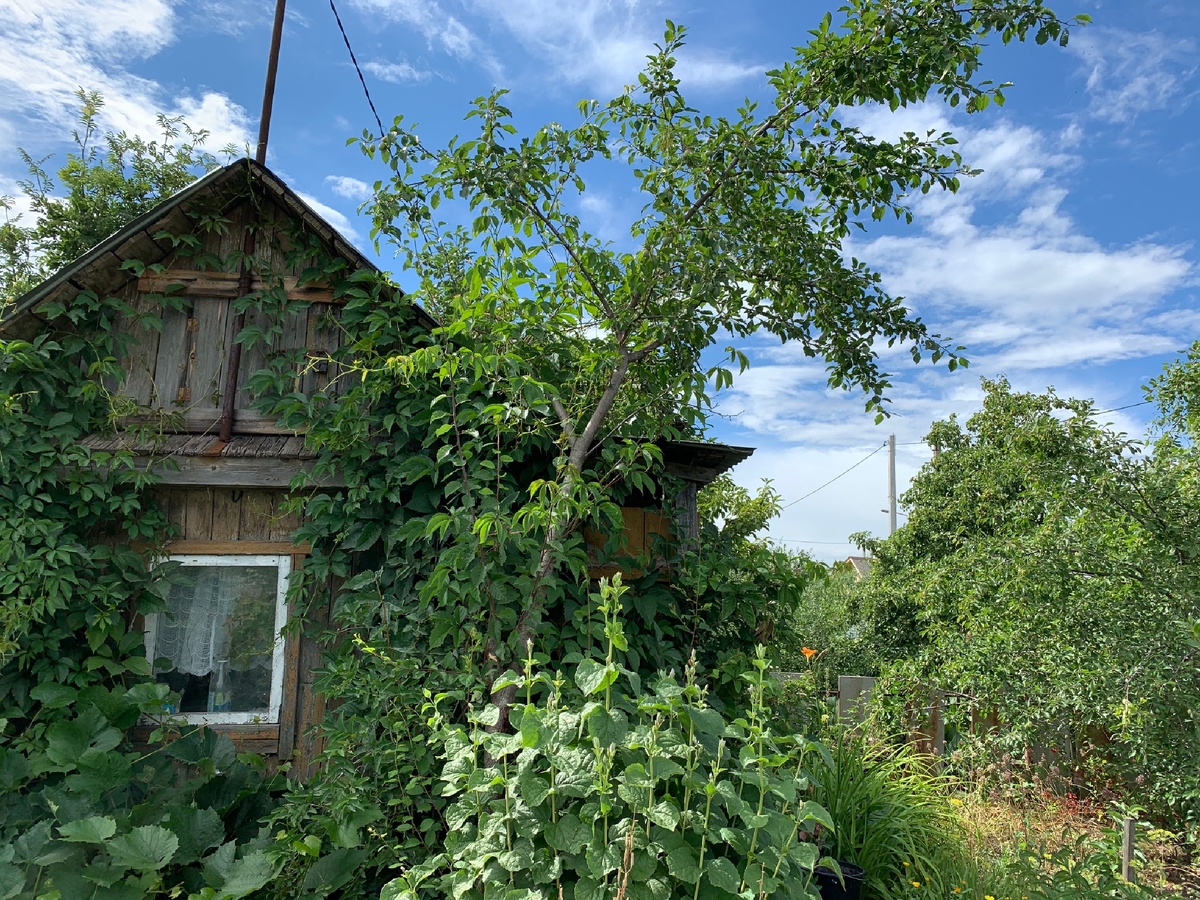 Будка и огородное время. 