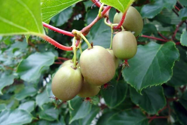 В плодах актинидии обнаружен фермент актинидин, который, подобно папаину и фицину, способствует перевариванию мяса и других пищевых продуктов. В ягодах много и грубой растительной клетчатки, способствующей связыванию и выведению токсичных продуктов из желудочно – кишечного тракта.