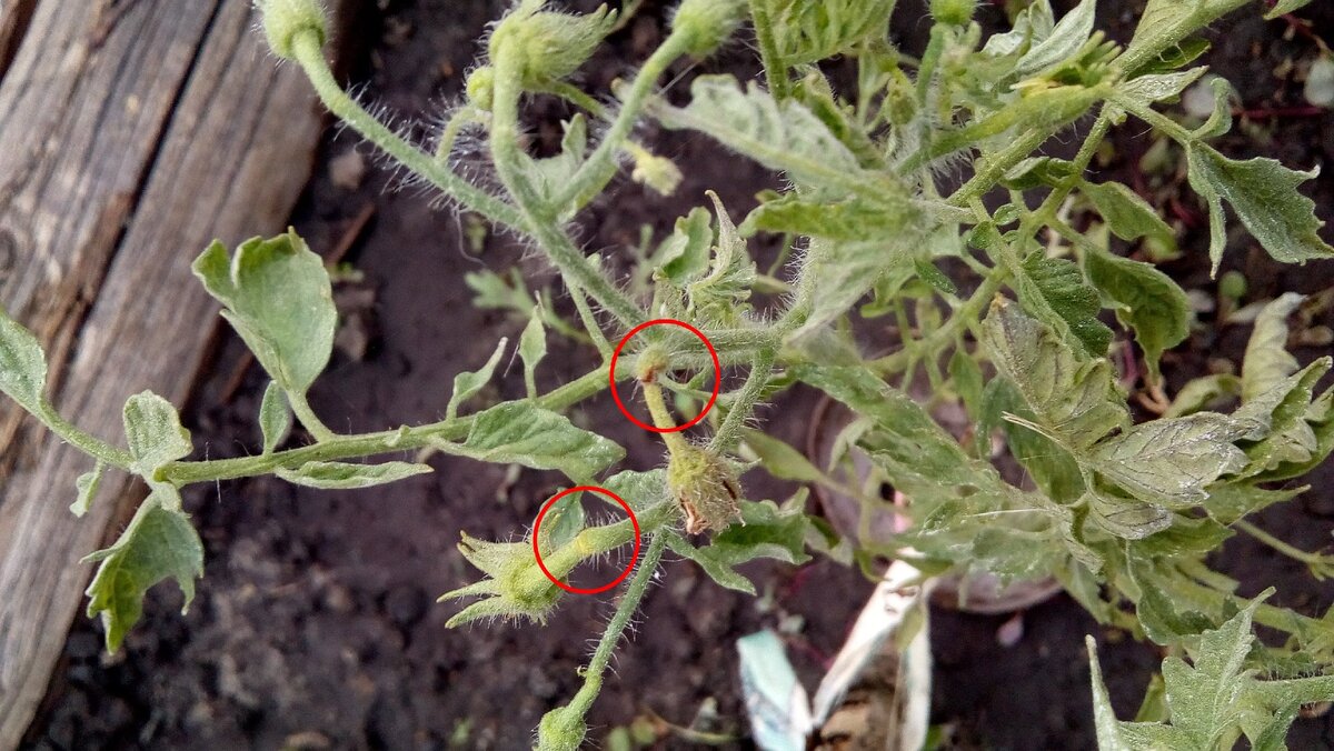 обвела красным места, где происходит отсыхание плодоножки с завязью