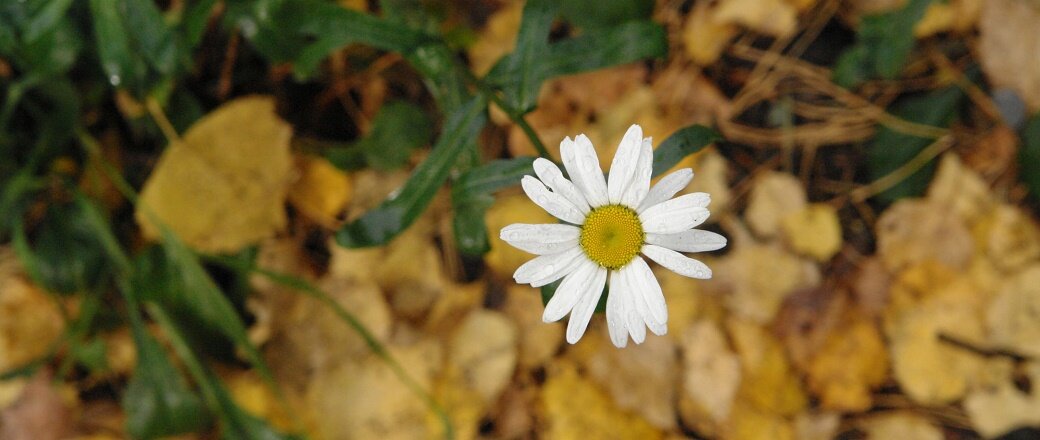 Фото  П. Плюхина