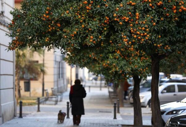Все о апельсиновом дереве