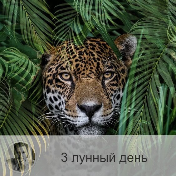 Подписывайтесь и ставьте 👍
3-ий лунный день с 08:26 19-ого по 10:02 20-ого. 🔆 Благоприятно очищение астрального тела.
🐆 Символы дня – барс, леопард.
🎂 Люди, рождённые в этот лунный день, должны научиться владеть астральными энергиям и относиться к ним сознательно. В противном случае, он может наводить на людей порчу и глаз, вместо положительного влияния. Это происходит из-за его негативных эмоций, и если такой человек позволяет себе быть несдержанным, он портит собственную карму.
💍 Камень – рубин и авантюрин.
🌞 Активный, очень энергетически мощный день, в который пора начинать активные действия.
Очень полезна сегодня интенсивная физическая нагрузка, занятия боевыми искусствами, ушу, каратэ и т.п., если же к таким интенсивным нагрузкам вы пока не готовы, займитесь йогой. Для тела также будут особенно благоприятны сегодня посещение бани или сауны, травяные и соляные ванны.
✅ Рекомендуемые практики: разминка для суставов, работы с биополем.
Необходимо освобождаться от негативных эмоций, быть внимательным к своим реакциям в общении и накапливать энергию. В этом вам помогут физически упражнения для суставов, ведь в каждом суставе находится энергетический центр. подойдут любые упражнения, направленные на улучшение подвижности.
❌Запрещено: Пассивность, лень, также как и групповые занятия, тренинги или семинары.
Помните, что сегодня день провокаций.
⭕️ Уязвимые органы: уши и затылок.
💊Хорошо массировать уши и затылок, ведь там находится много биоактивных зон, и в этот день они наиболее восприимчивы.
⚠️ Знак:
Разлитое масло – это знак того, что вы плохо владеете астральными энергиями. А ощущение удушья - что у вас нарушено взаимодействие с миром.
💤Сны особого значения не несут, но могут продемонстрировать вашу способность справляться с трудностями. Если со сне вам пришлось с кем-то бороться и вы потерпели поражение, поутру «переиграйте» сон с другим финалом, где вы победитель.

—————
Ещё сомневаешься, к какому Астрологу обратиться? Выбор очевиден! Олег Персидский ⇨ numeromagic.ru/uslugi
✓ Лучшая цена
✓ Много отзывов
✓ Публичная личность
✓ Гарантия результата
✓ Многолетняя практика
✓ Безупречная репутация
✓ Профессиональный подход