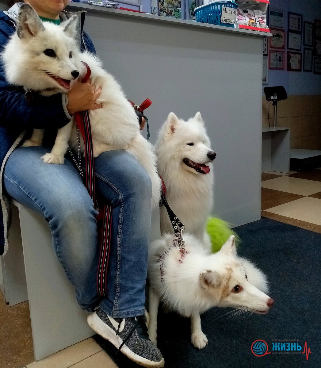 Лиса Плюша, Лис Паштет, Самоедская лайка Зефир.
