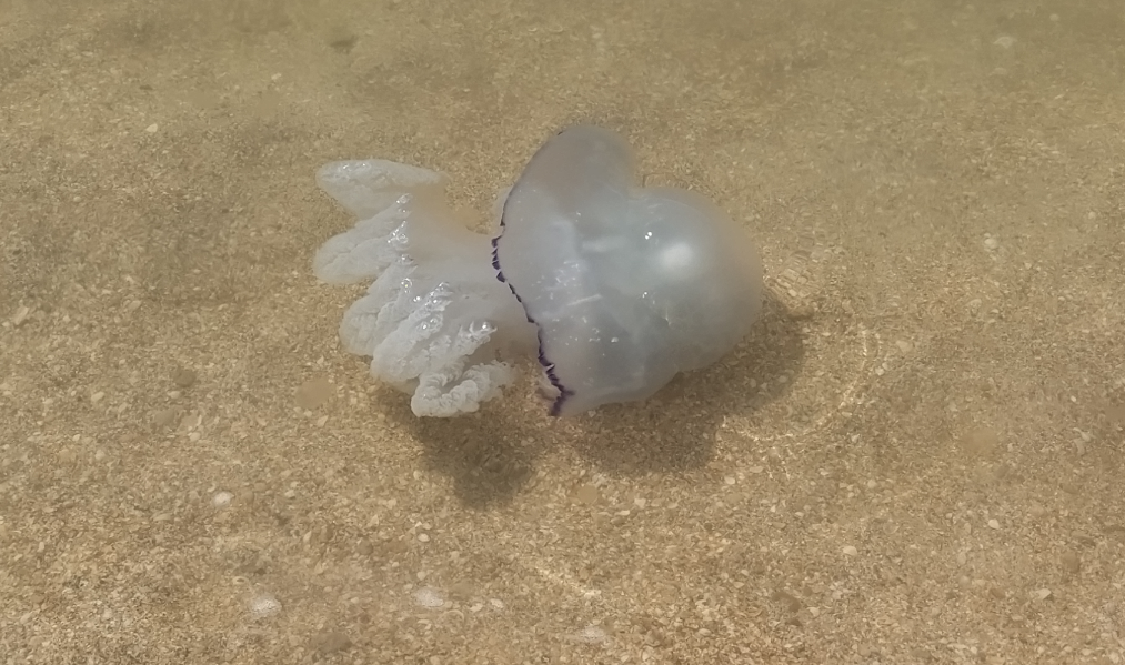 Медуза корнерот в анапе. Медузы черного моря анапа. Корнерот (rhizostoma pulmo). Медузы черного моря анапа. Медузы в новороссийске.