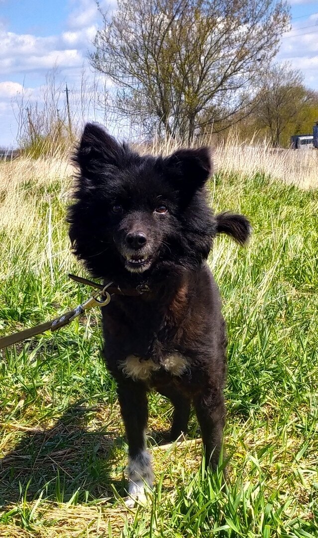 В роду у Злюки наверняка были породные пушистики! Да, как все в жизни перемешано...