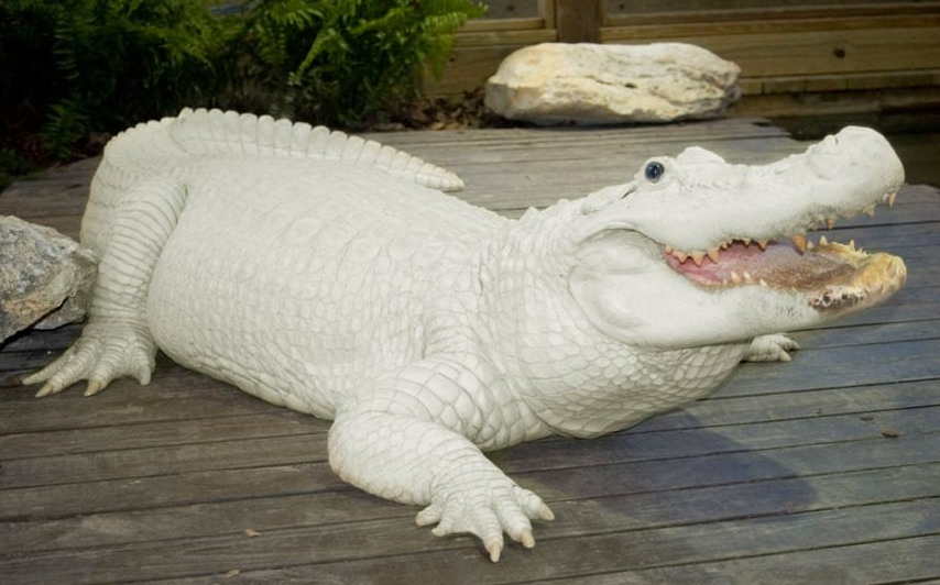 Величайшая в мире редкость: белый крокодил с голубыми глазами