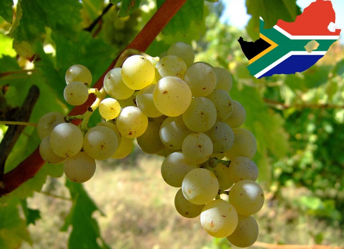 Фото из презентации WOSA