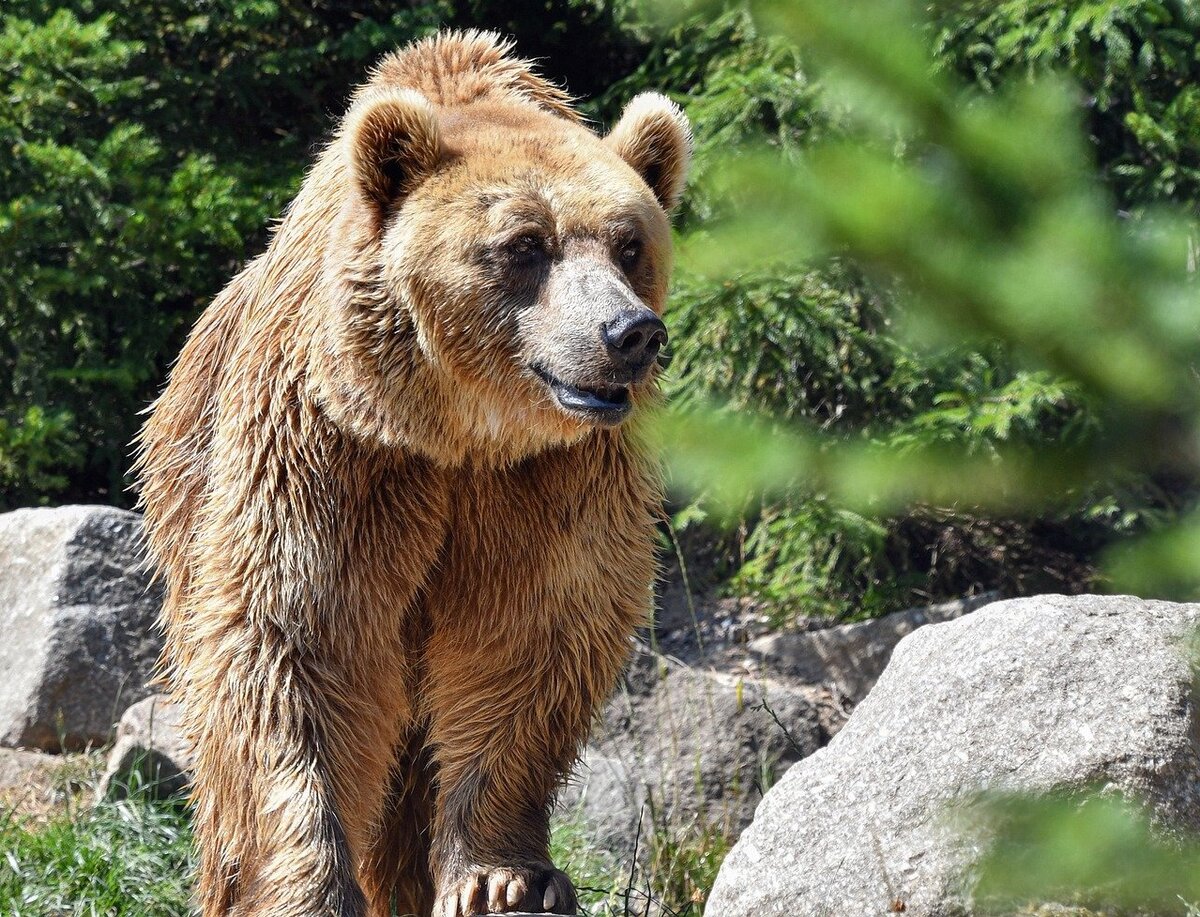 Тянь-шаньский бурый медведь
