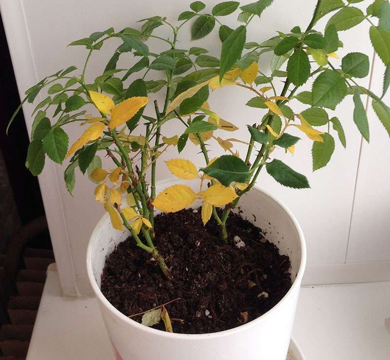 Источник изображения http://www.lineyka.net/sovety-po-domu/kak-pravilno-podgotovit-komnatnuju-rozu-k-zime.html