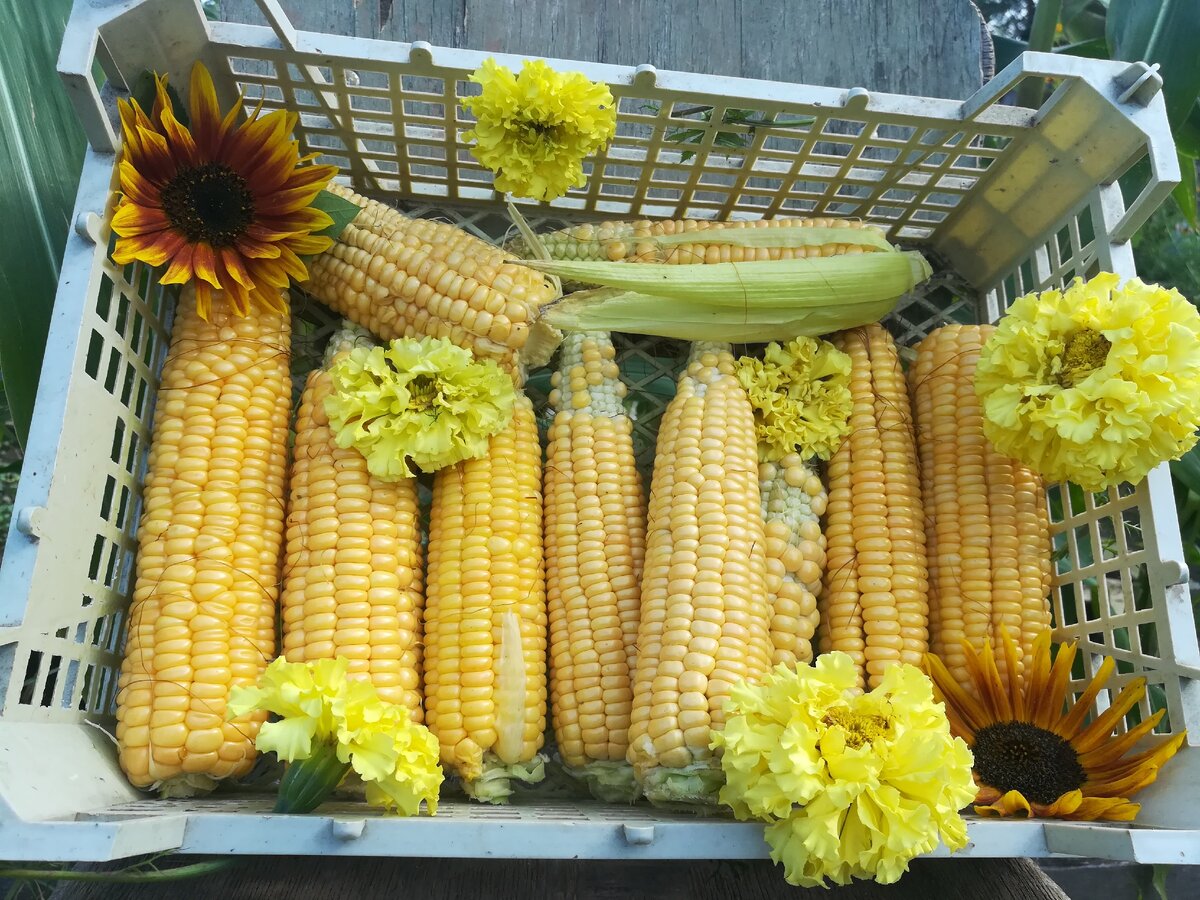 Выращивание кукурузы. От семечка и до урожая!