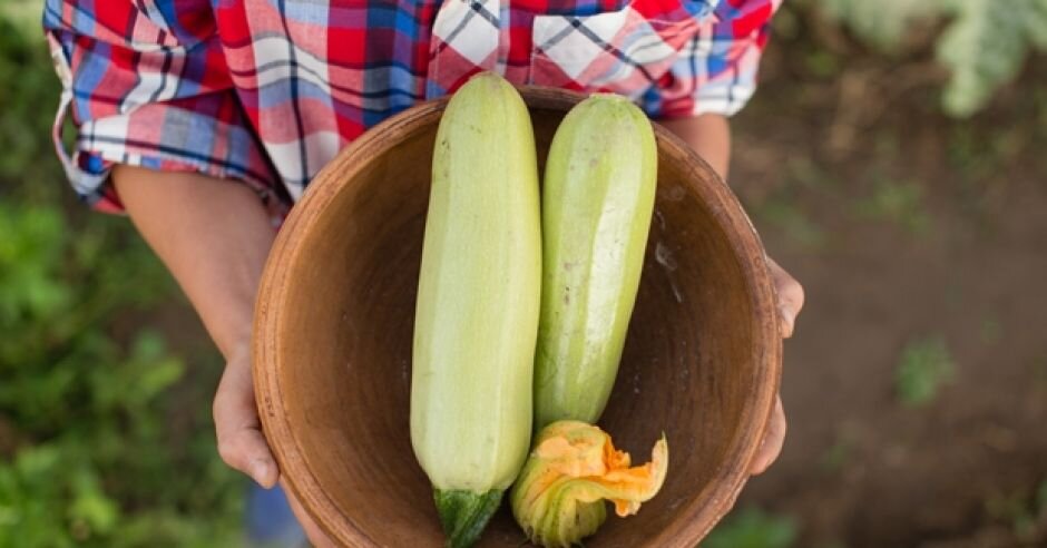 Кабачок - легкая культура