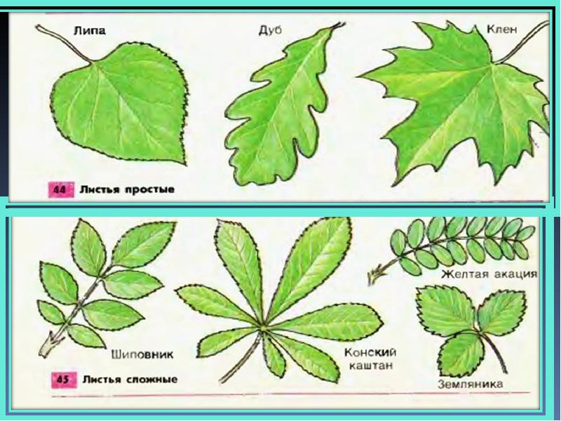 У каких есть листья. Клен простой или сложный лист. Простые и сложные листья. Формы сложных листьев. Простые листья деревьев.