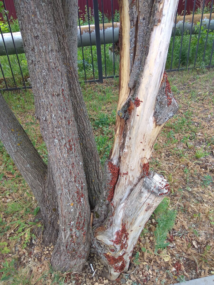 Это дерево тоже атаковали клопы, но хоть не такие вредные