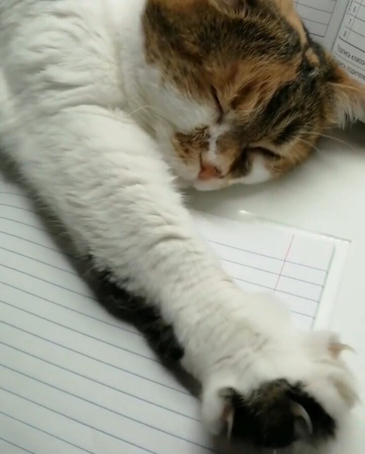 Кошка Милана 