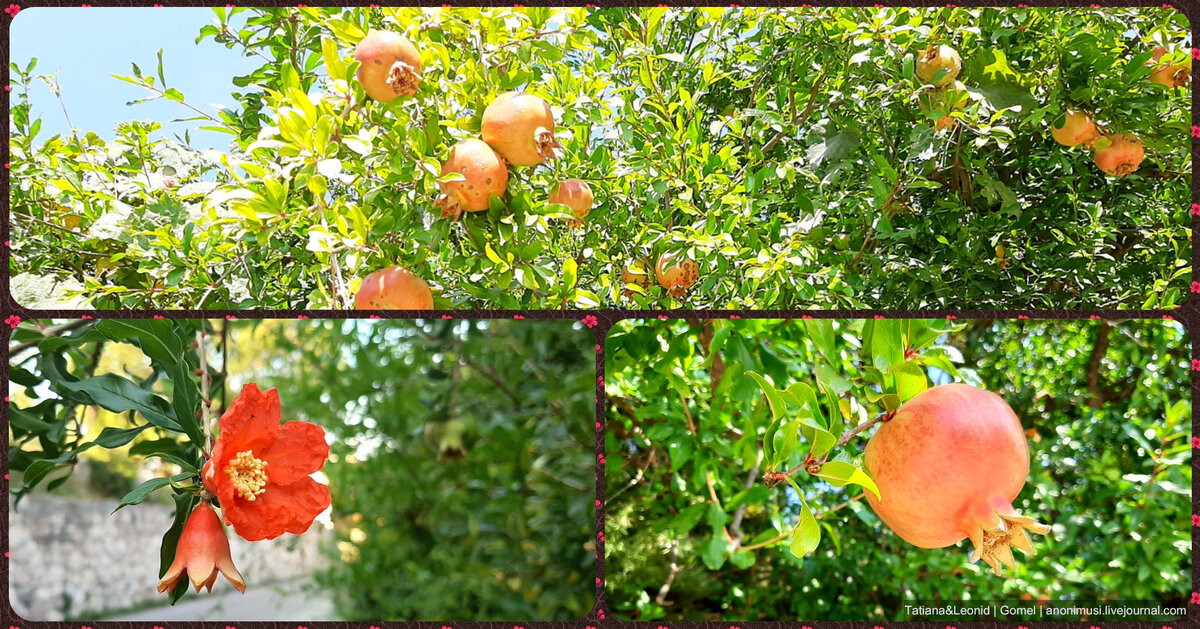 Гранат - это ягода. Целебная ягода