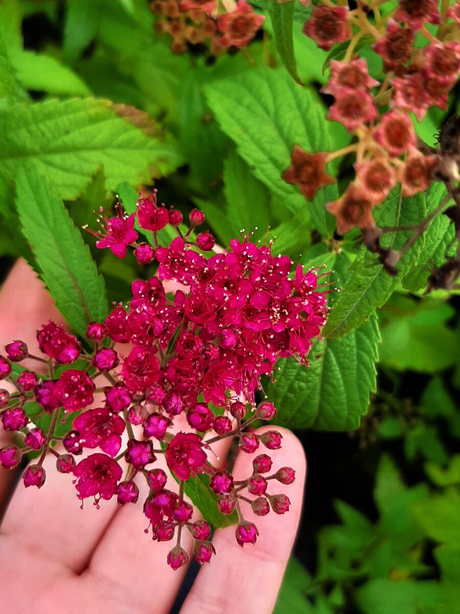 Цветение спиреи Антони Ватерер (Spiraea japonica Anthony Waterer)